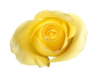 Beautiful fresh yellow rose isolated on white