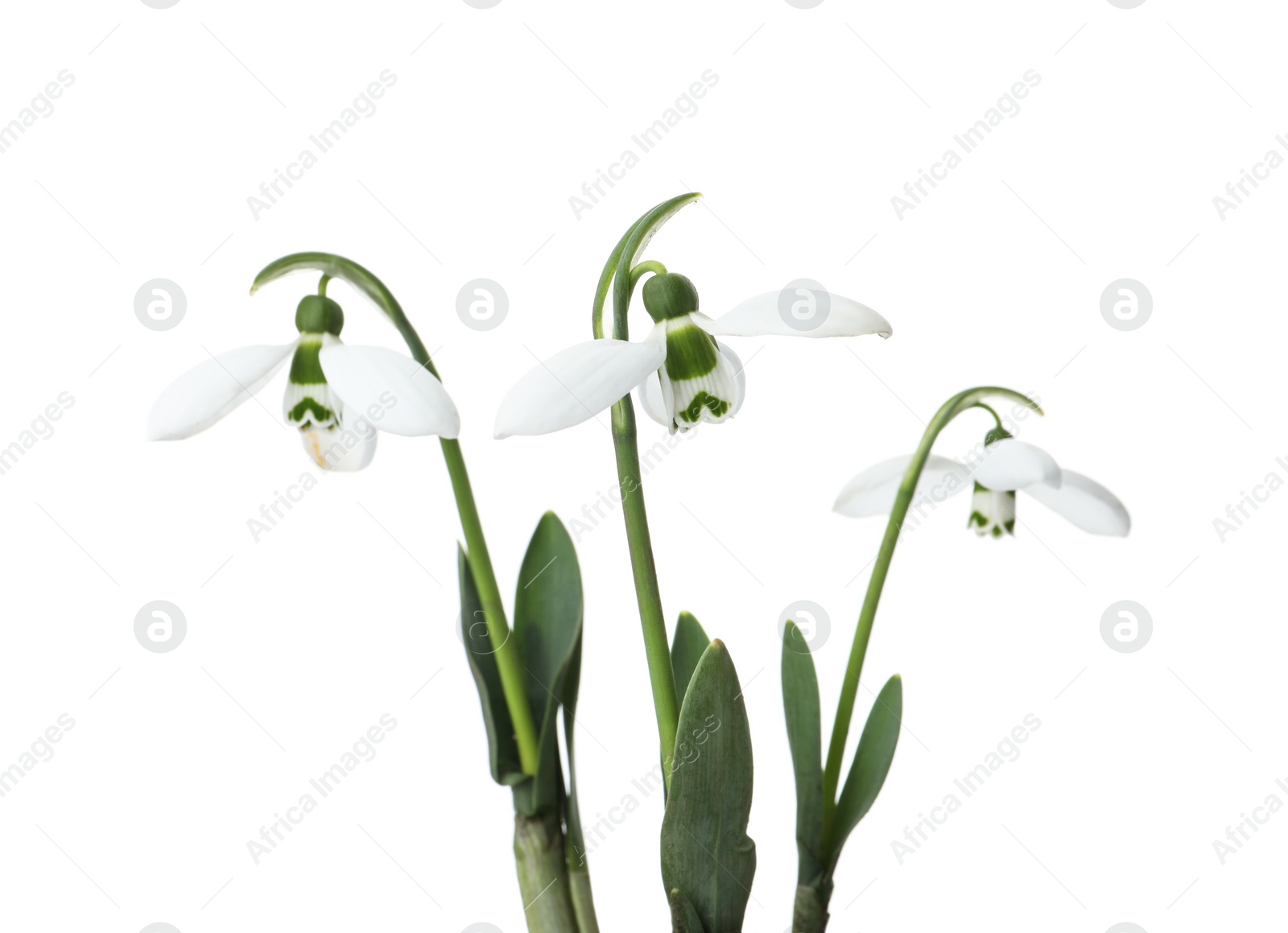 Photo of Beautiful snowdrops isolated on white. Spring flowers