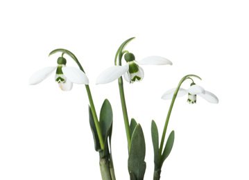 Photo of Beautiful snowdrops isolated on white. Spring flowers