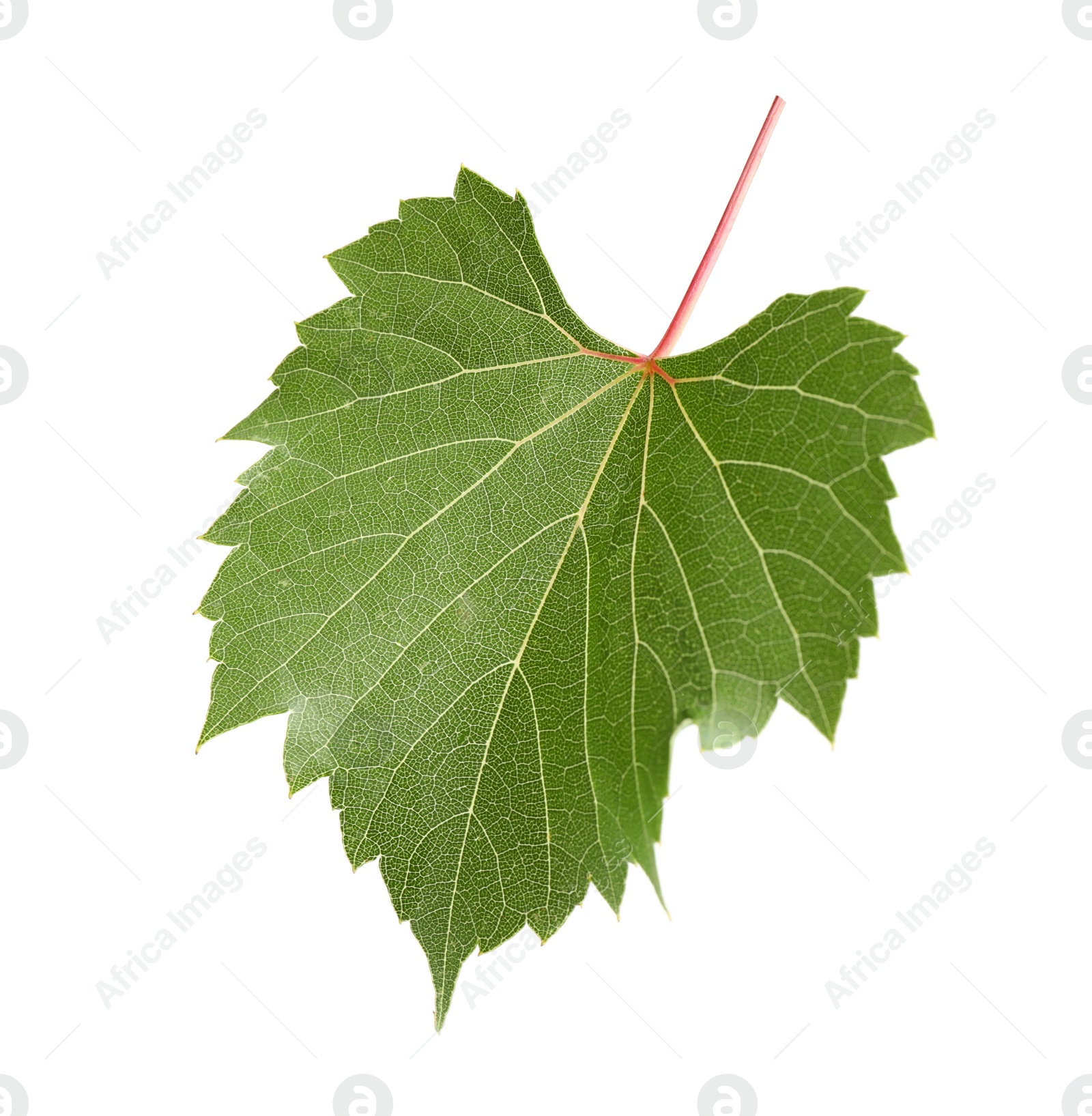 Photo of Fresh green grape leaf on white background