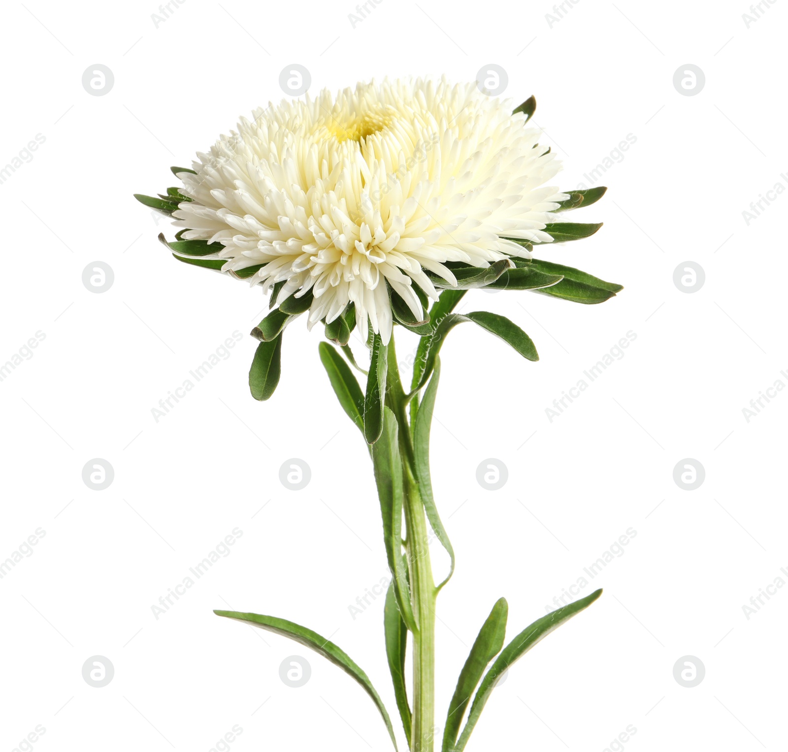 Photo of Beautiful bright aster flower on white background