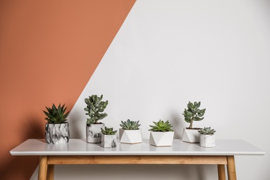 Photo of Beautiful potted succulents on table. Interior decoration