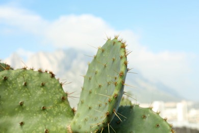 Photo of Beautiful cacti and mountains on background, closeup. Space for text