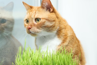 Cute ginger cat near green grass on windowsill indoors