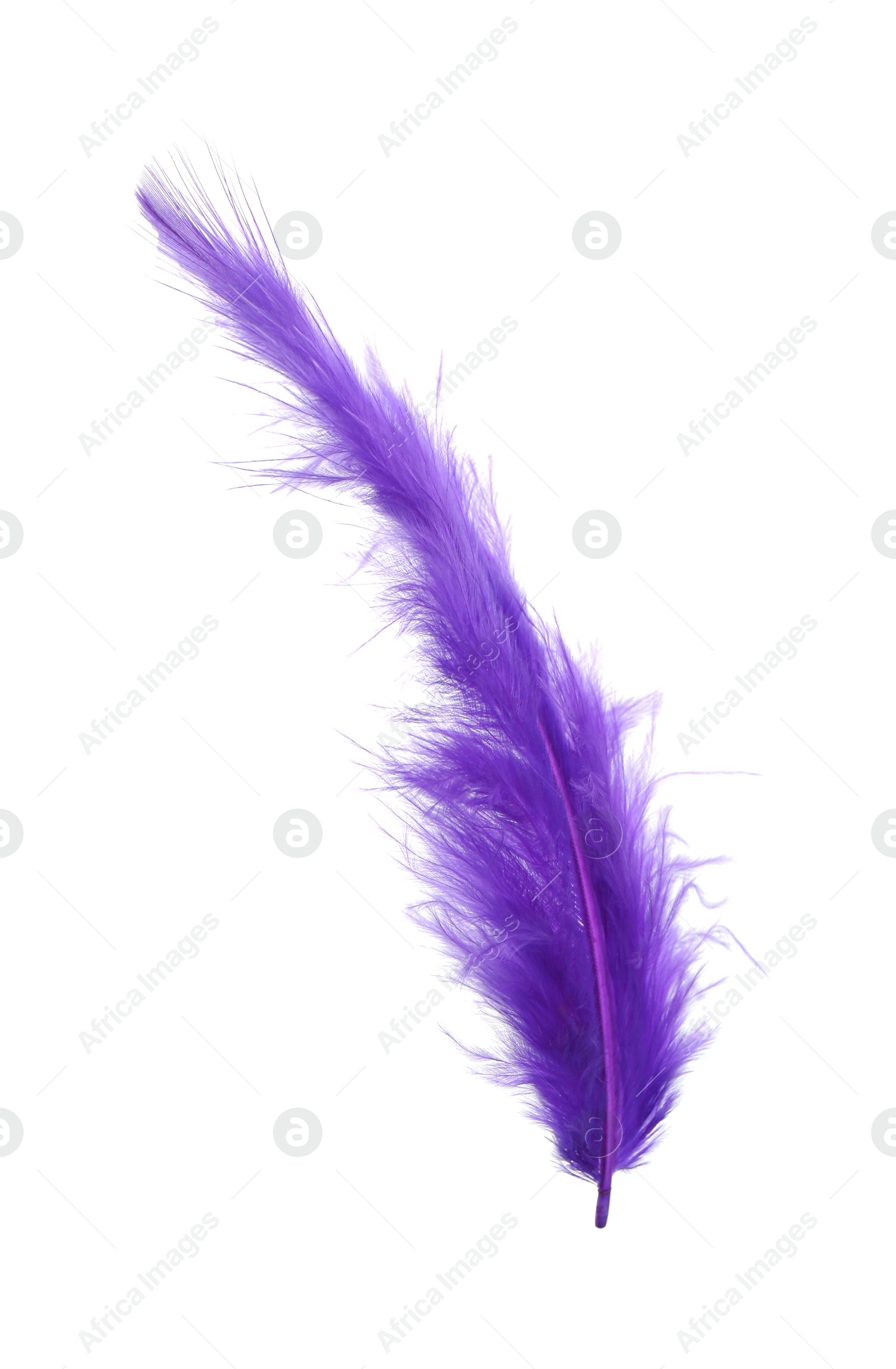 Photo of Fluffy beautiful purple feather isolated on white