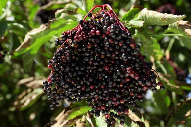 Tasty elderberries (Sambucus) growing on branches outdoors, closeup