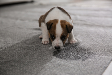 Photo of Adorable puppy near wet spot on carpet indoors