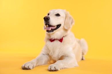 Cute Labrador Retriever with stylish bow tie on yellow background