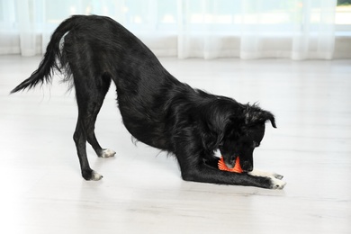 Photo of Cute dog with ball on floor in room