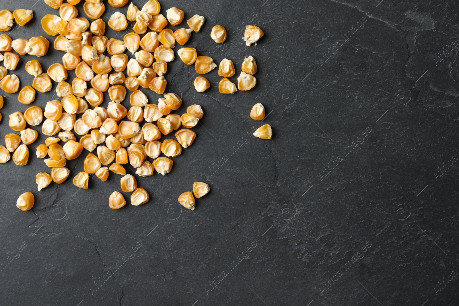 Photo of Raw dry corn seeds and space for text on grey background, flat lay. Vegetable planting