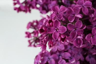 Photo of Closeup view of beautiful lilac flowers on white background, closeup. Space for text