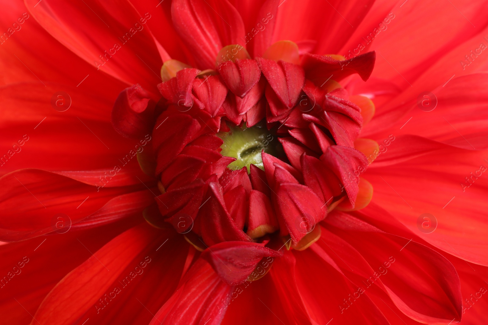 Photo of Beautiful red dahlia flower, closeup view. Floral decoration