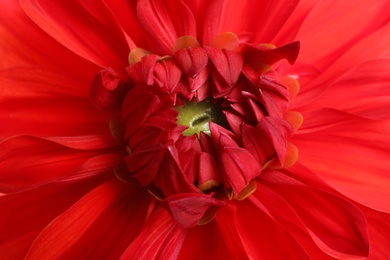 Photo of Beautiful red dahlia flower, closeup view. Floral decoration