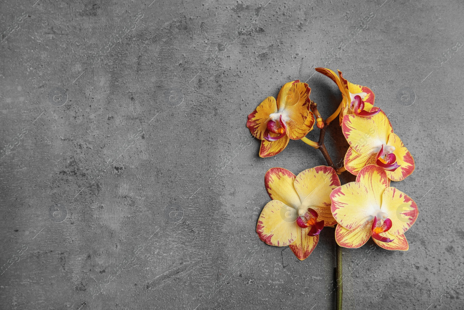 Photo of Branch with beautiful tropical orchid flowers on grey background, top view. Space for text