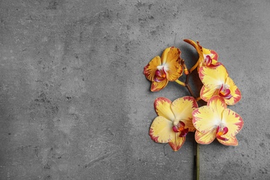 Photo of Branch with beautiful tropical orchid flowers on grey background, top view. Space for text