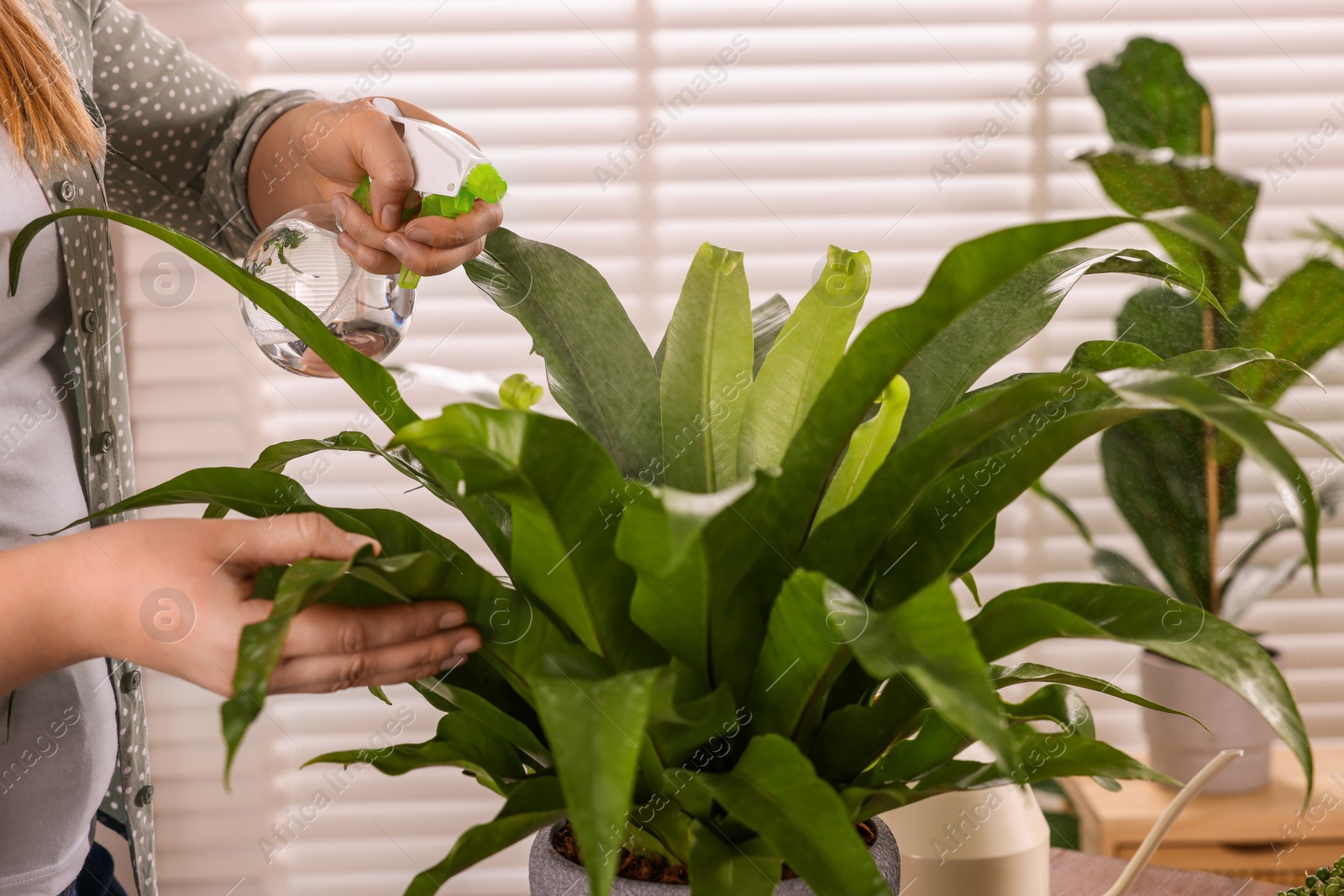 Photo of Woman spraying houseplants with water after transplanting at wooden table indoors, closeup