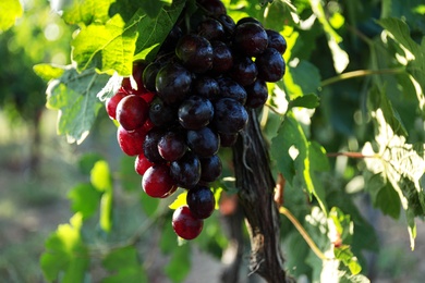 Photo of Fresh ripe juicy grapes growing on branch outdoors, closeup