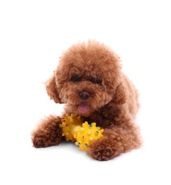 Photo of Cute Maltipoo dog playing with toy on white background. Lovely pet