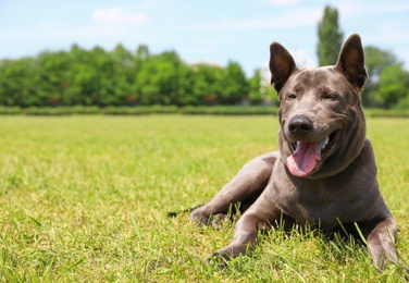 Photo of Thai Ridgeback on green grass at dog show