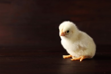 Cute chick on wooden surface, closeup with space for text. Baby animal