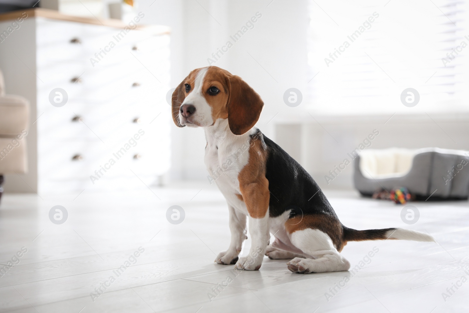 Photo of Cute Beagle puppy at home. Adorable pet