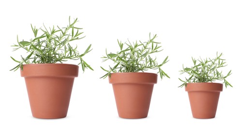 Rosemary growing in pots isolated on white, different sizes