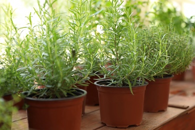 Fresh potted home plants on wooden window sill, closeup. Space for text