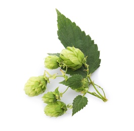 Photo of Fresh green hops on white background. Beer production