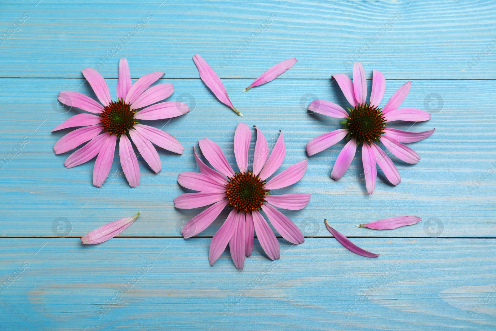 Photo of Beautiful blooming echinacea flowers and petals on turquoise wooden table, flat lay