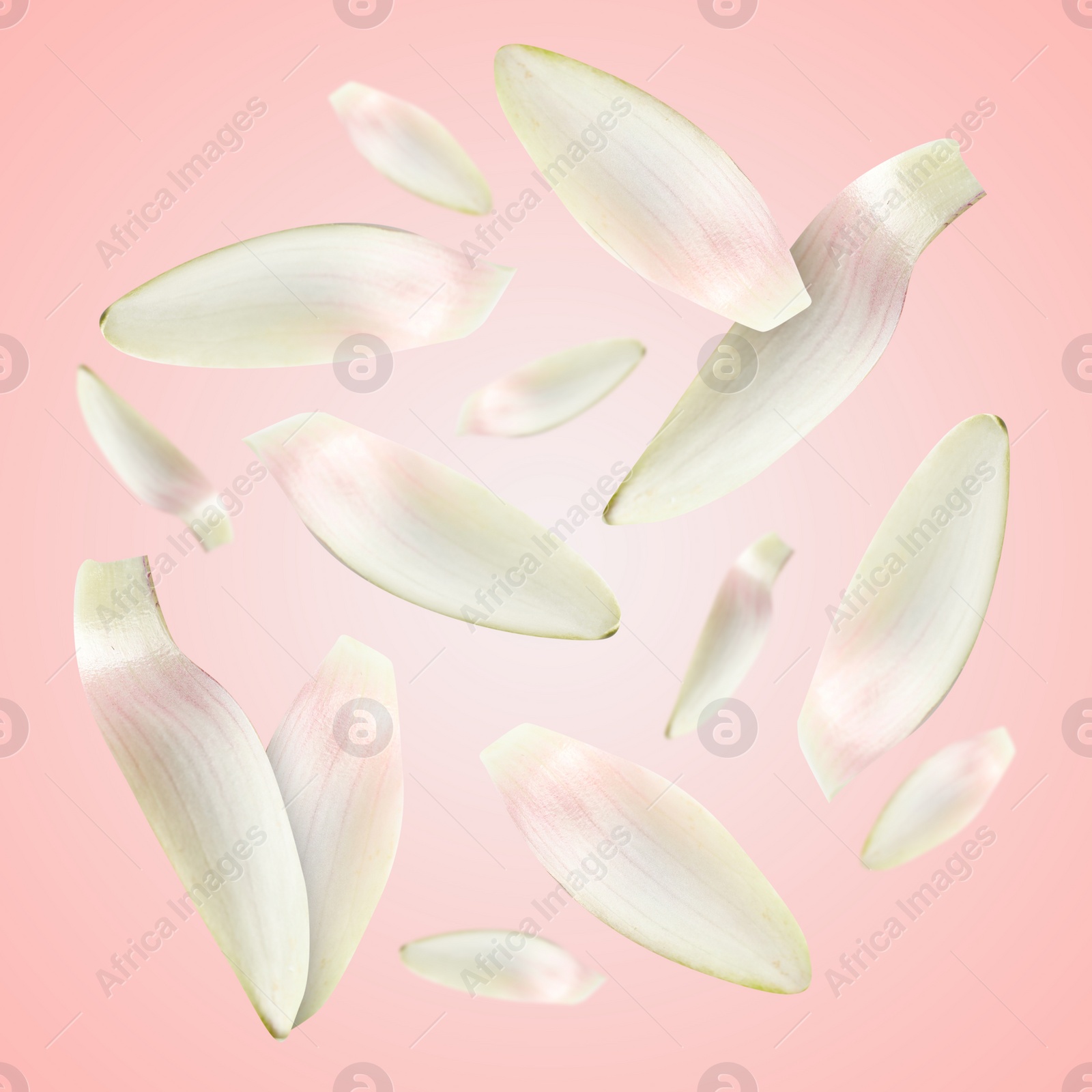 Image of White lotus flower petals falling on pink background