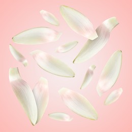 Image of White lotus flower petals falling on pink background