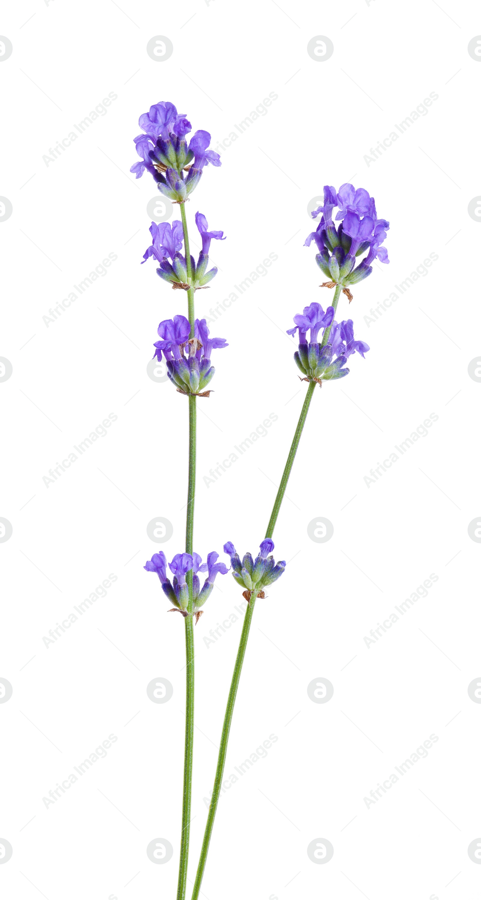 Photo of Beautiful blooming lavender flowers isolated on white