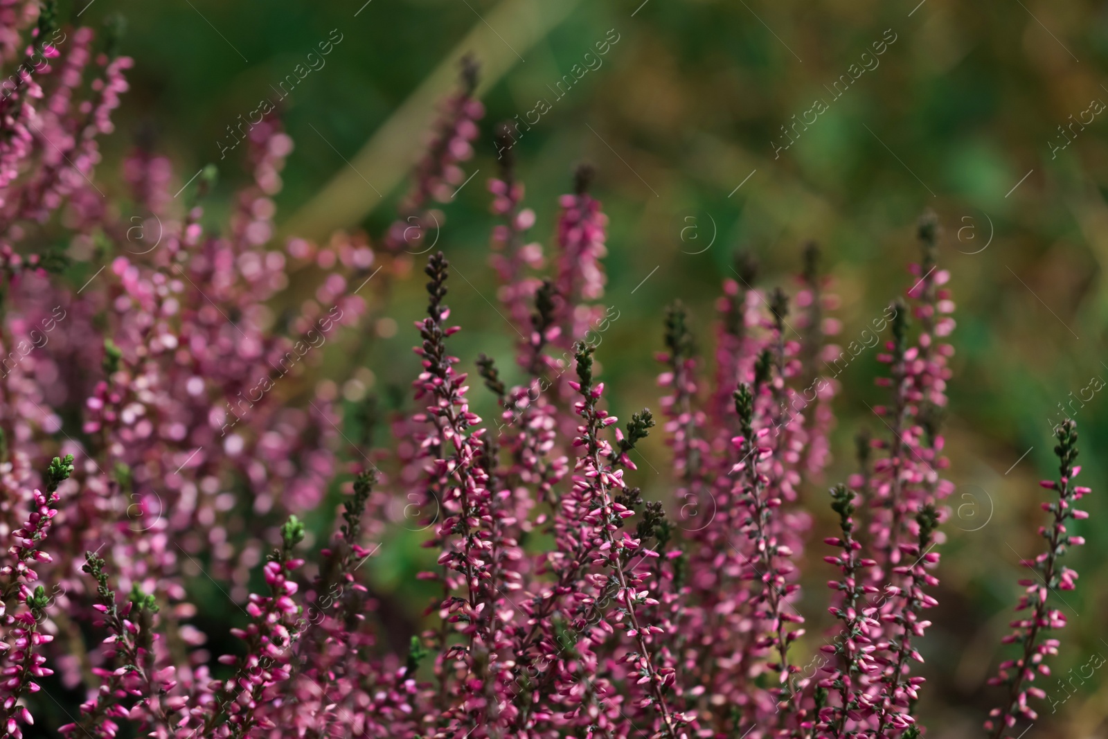 Photo of Heather shrub with beautiful flowers outdoors, closeup