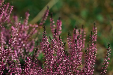 Heather shrub with beautiful flowers outdoors, closeup