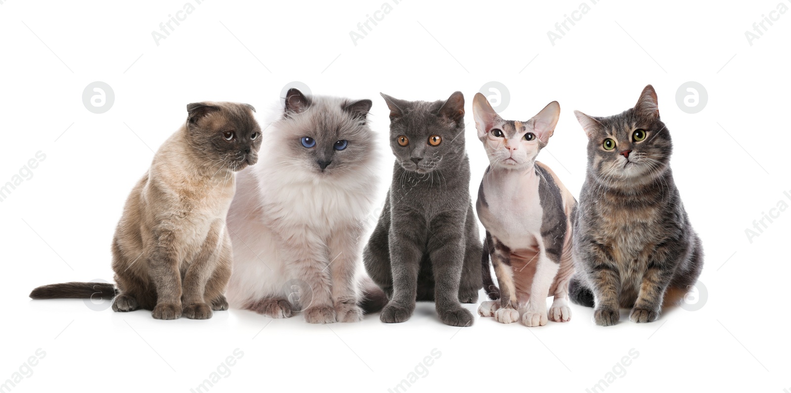 Image of Adorable cats on white background. Lovely pets