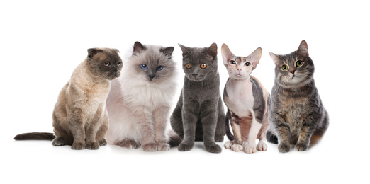 Image of Adorable cats on white background. Lovely pets