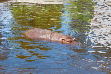 Big hippopotamus swimming in pond at zoo on sunny day