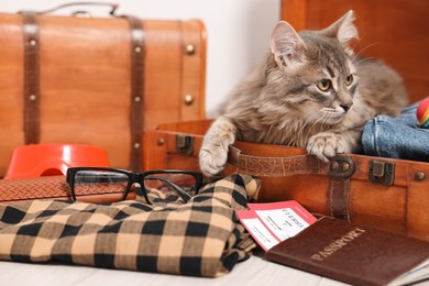 Photo of Travel with pet. Cat, clothes, passport, tickets and suitcases indoors
