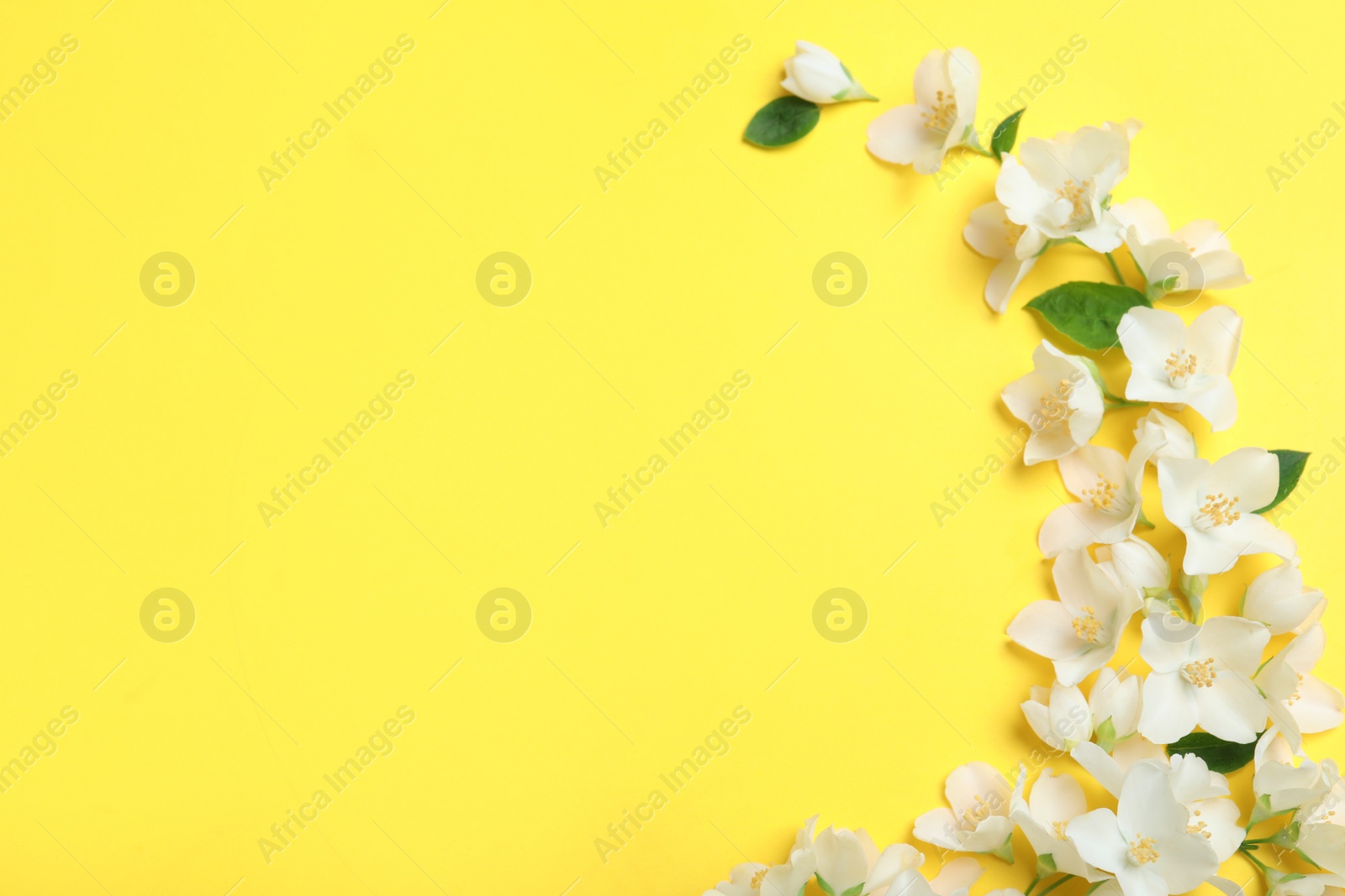 Photo of Beautiful jasmine flowers on yellow background, flat lay. Space for text