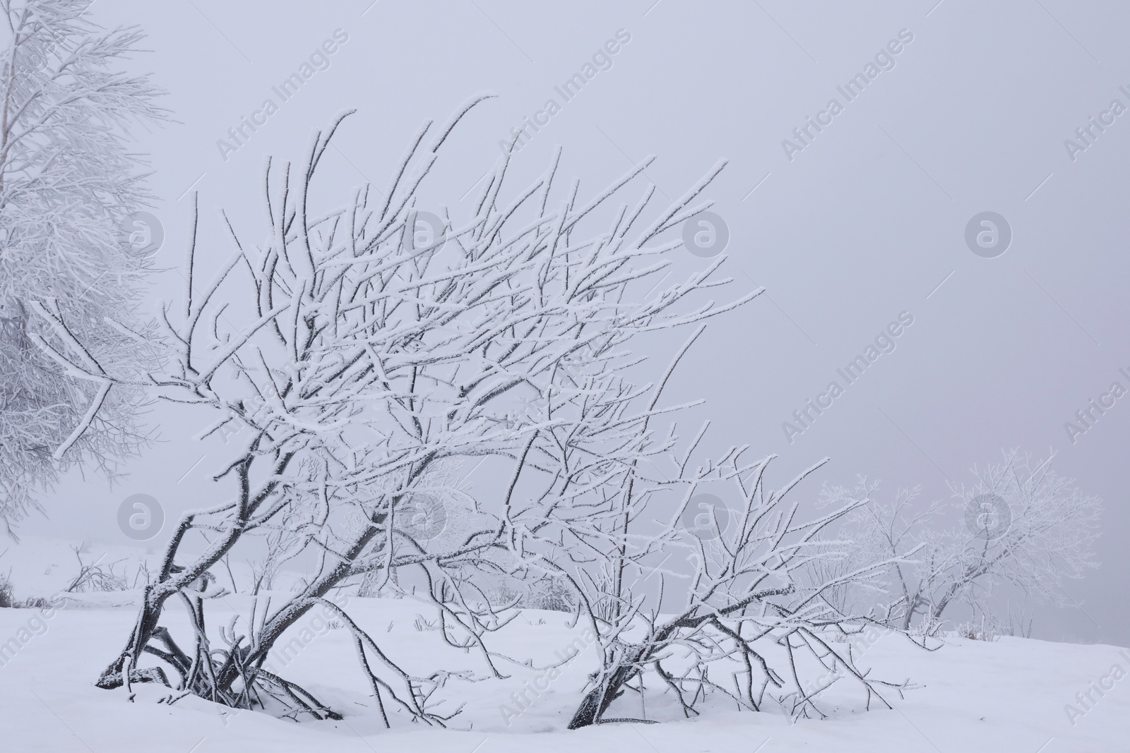 Photo of Beautiful view of trees covered with snow on winter day. Space for text