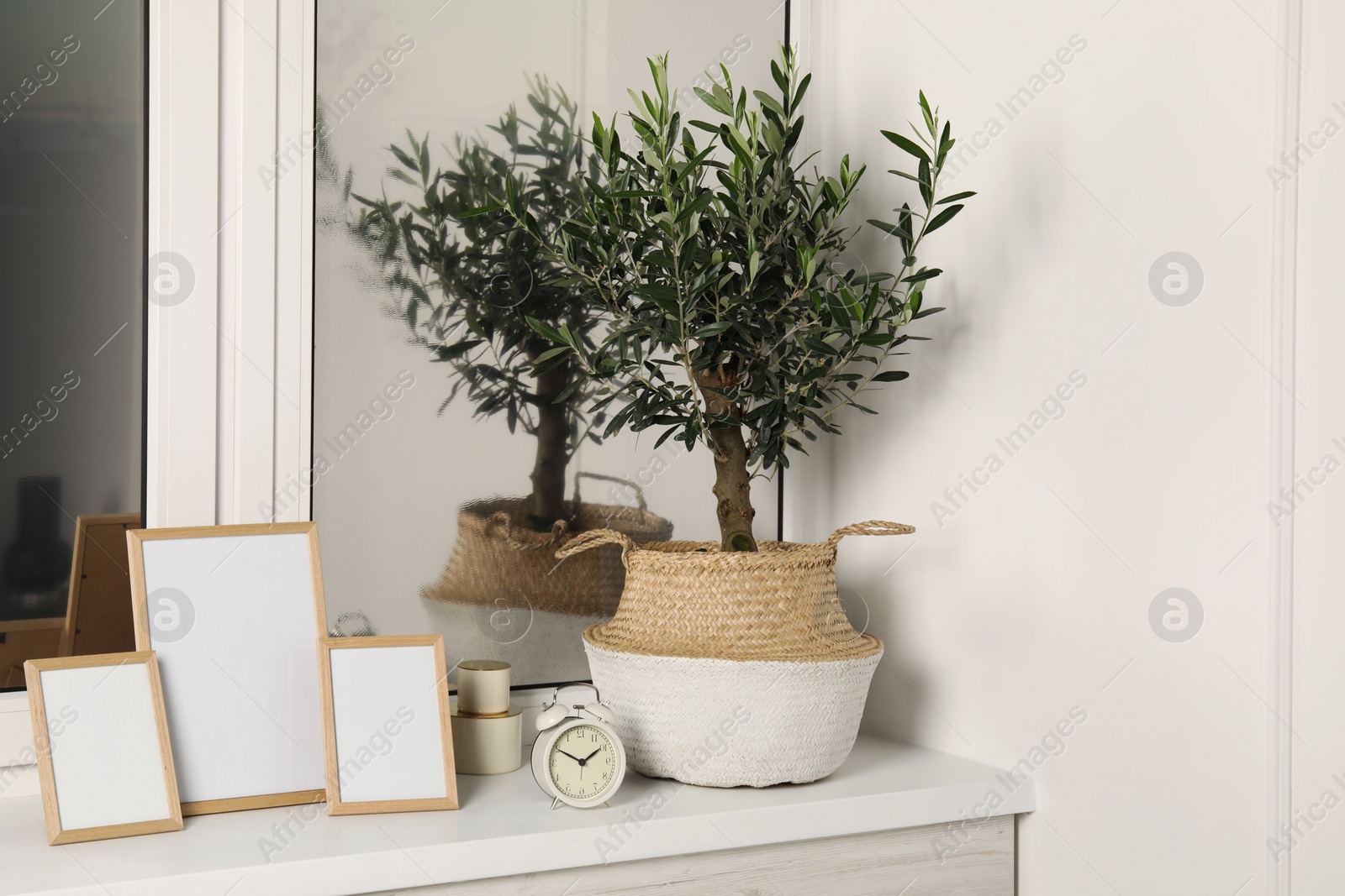Photo of Olive tree in pot and frames on white window sill indoors. Interior design