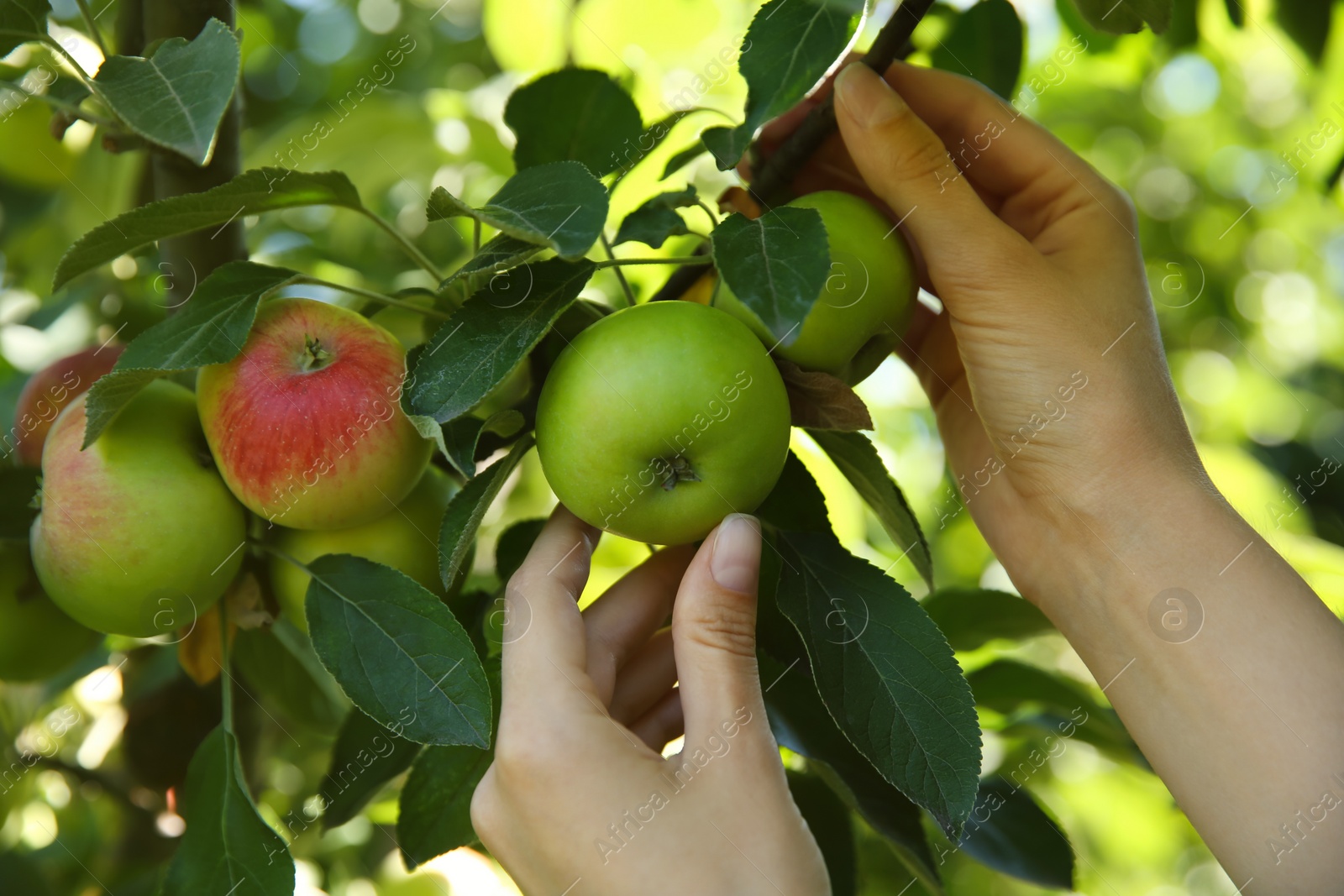 Photo of Woman picking ripe apples from tree outdoors, closeup