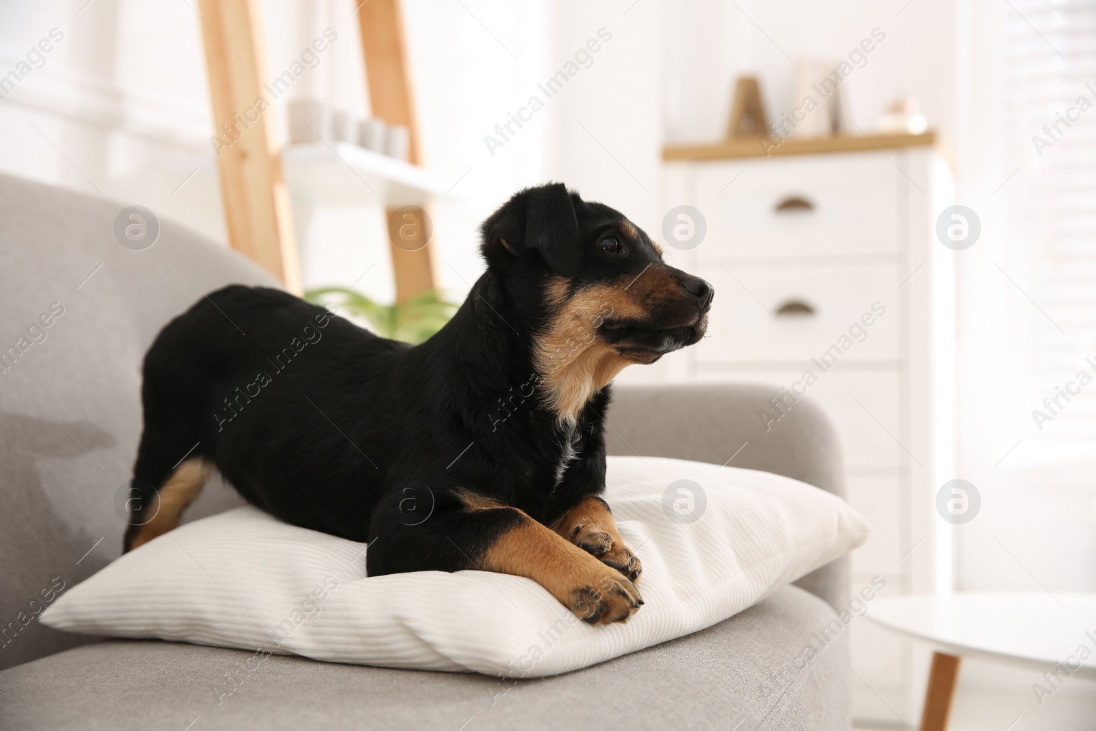 Photo of Cute little black puppy on sofa indoors