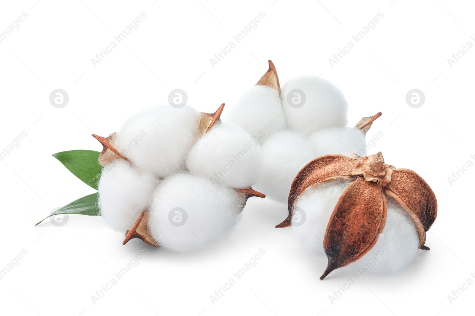 Photo of Beautiful fluffy cotton flowers isolated on white