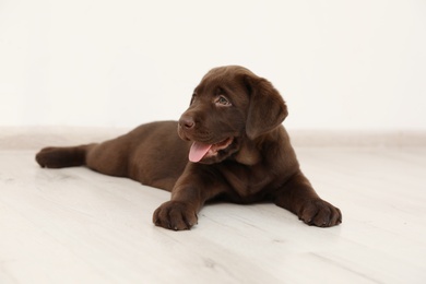 Photo of Chocolate Labrador Retriever puppy on floor indoors
