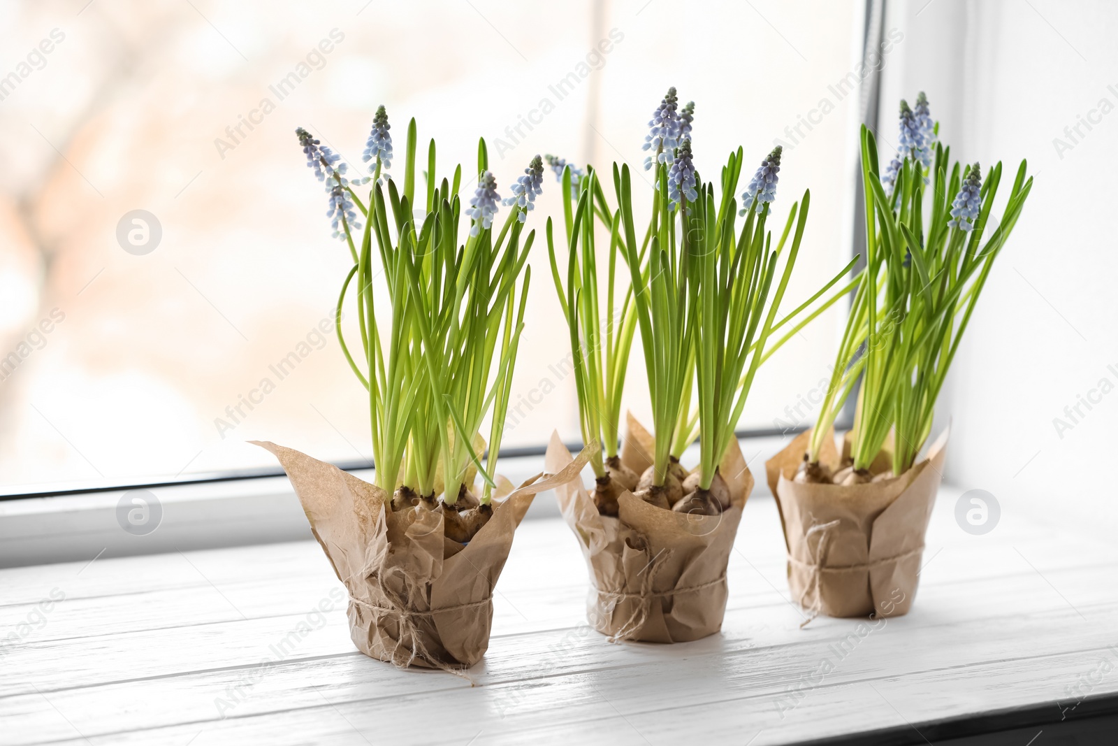 Photo of Beautiful spring muscari flowers in pots on window sill