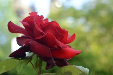 Photo of Beautiful red rose flower blooming outdoors on summer day, closeup. Space for text