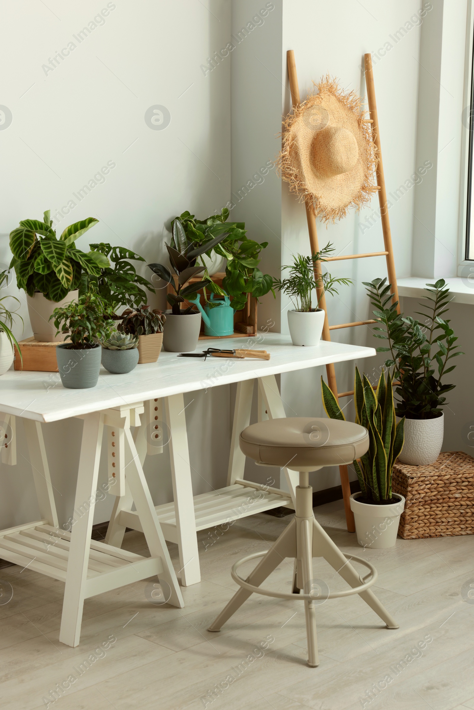 Photo of Cozy room interior with stylish furniture and different beautiful houseplants