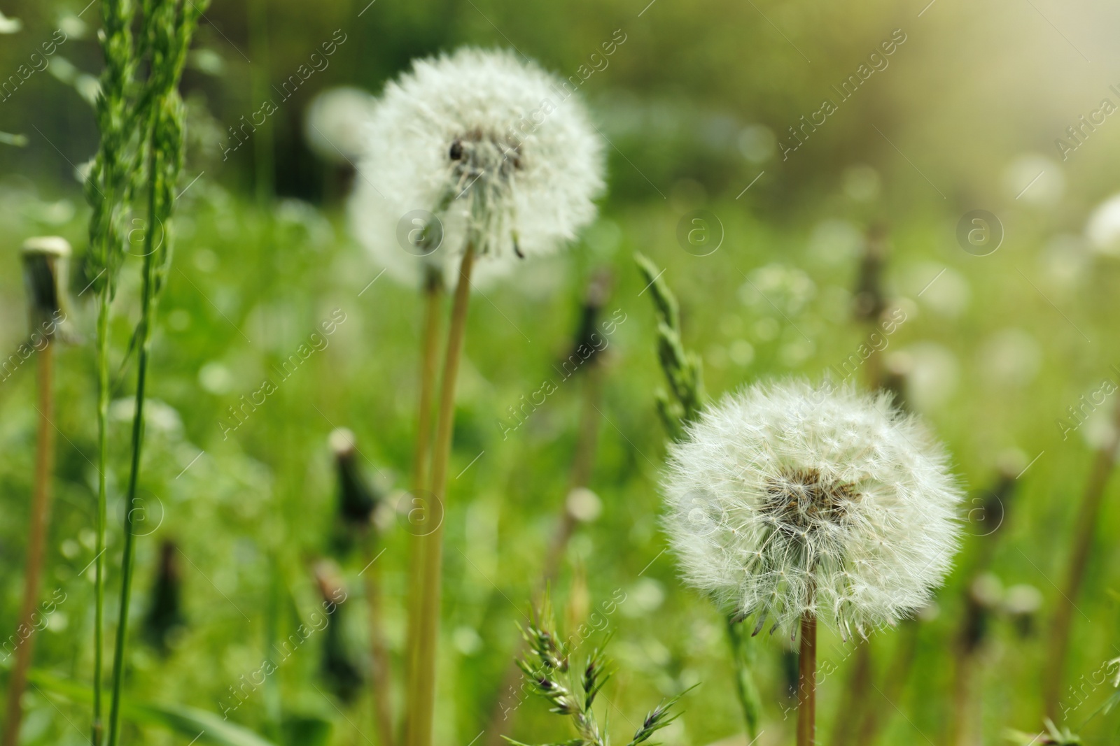 Photo of Beautiful fluffy dandelions growing outdoors, closeup view