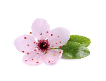 Photo of Beautiful pink cherry tree blossom with green leaves isolated on white